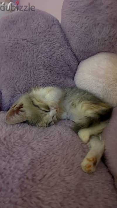Kitten