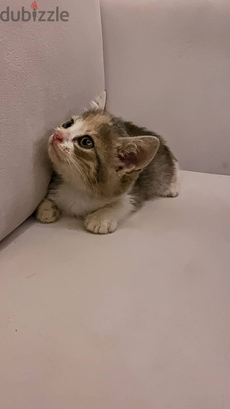Kitten 1