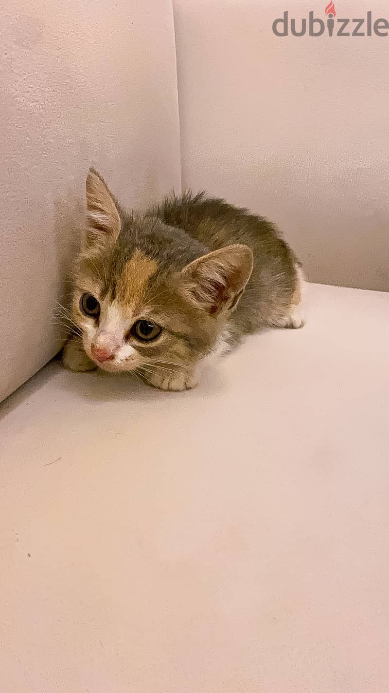 Kitten 2
