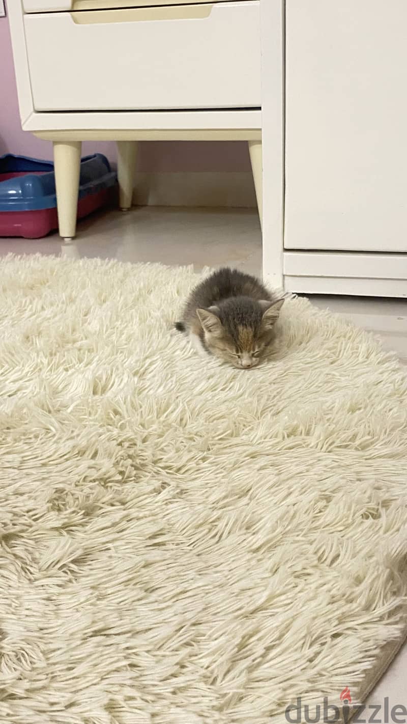 Kitten 3