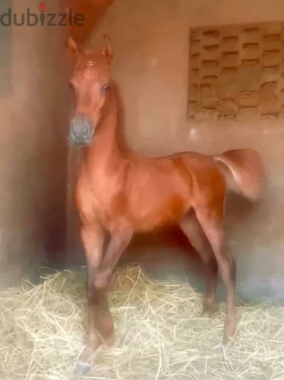 مهر مواصفات قوية