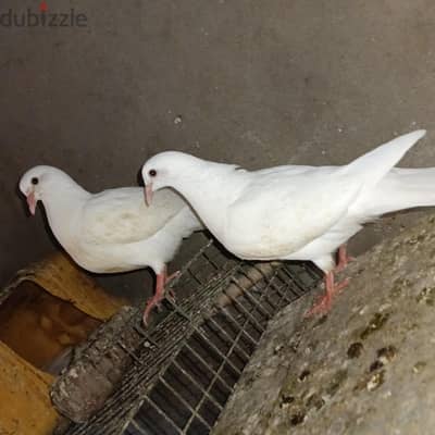 زغاليل حمام لاحم فرنساوى