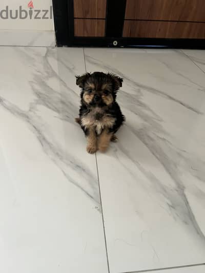 Yorkshire 2 months male puppy - جرو يورك شاير عمر شهرين ذكر