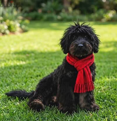 black golden doodle