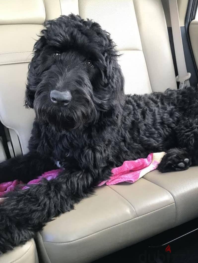 black golden doodle 1
