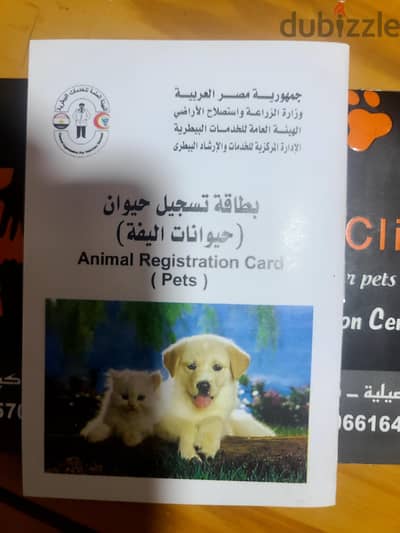 كلبه كين كورسو . . . فوق السنه