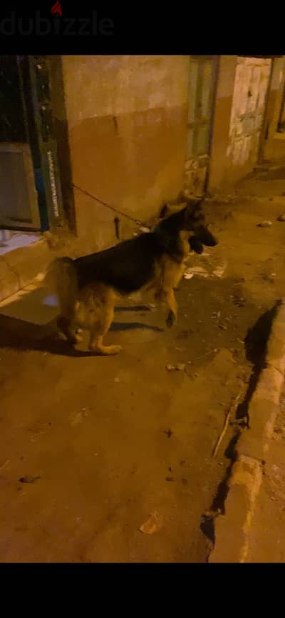 ذكر جيرمن تقلب عالى