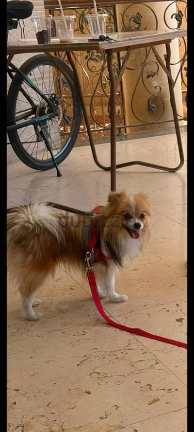 كلب Pomeranian