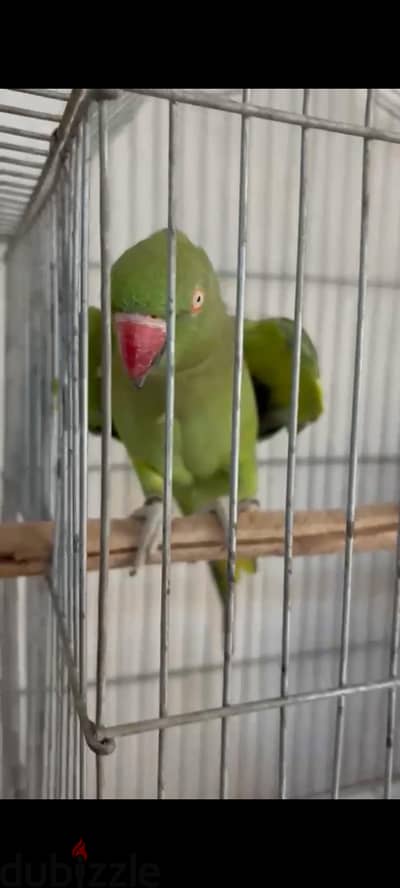 أنثى دره هندي زيفة