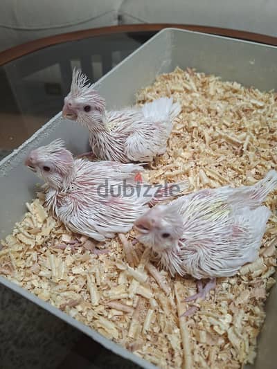 ٣ زغاليل كوكتيل البينو