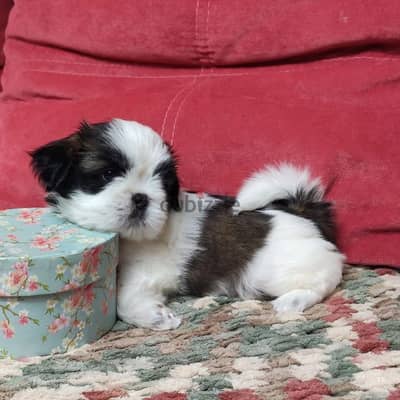 Shihtzu puppies , top quality