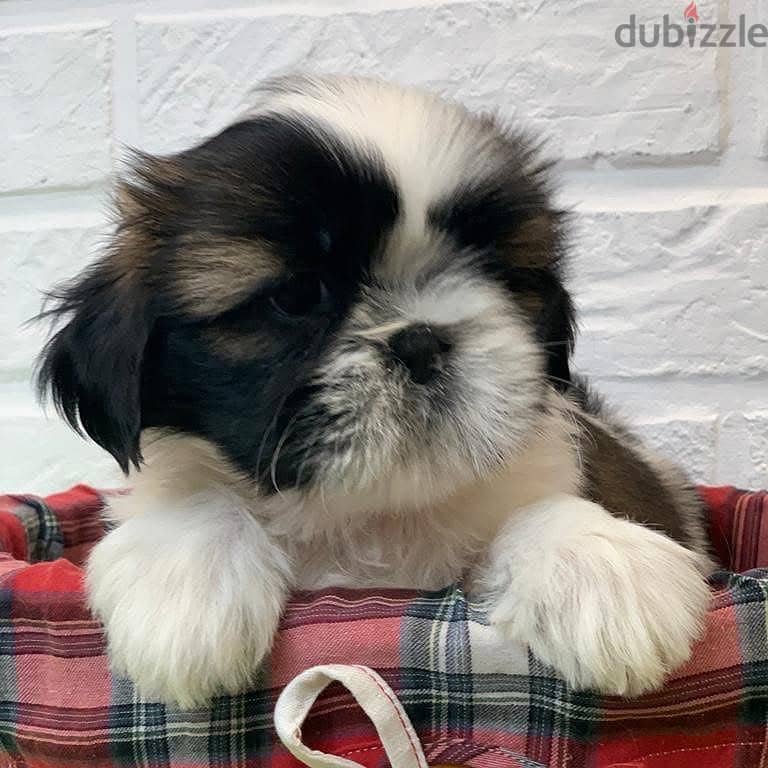 Shihtzu puppies , top quality 1