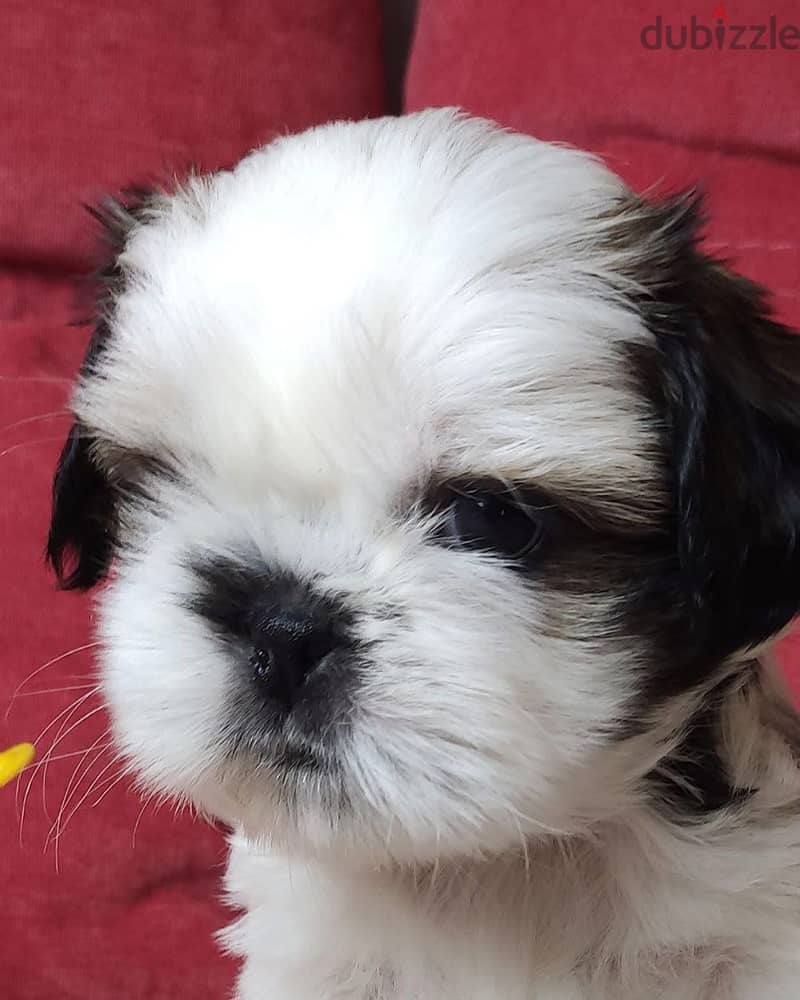 Shihtzu puppies , top quality 2