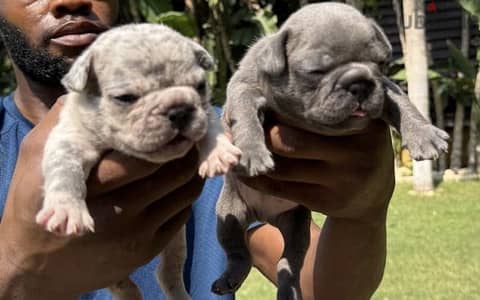 Top french bulldog puppies