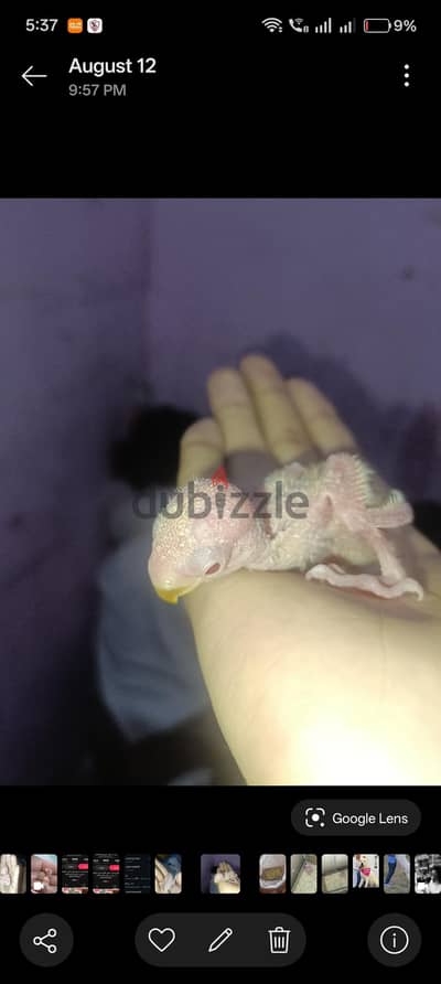 فرخ روز لاتيني ريد فيس 300