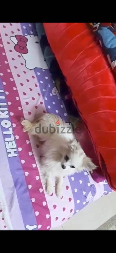 Female Pomeranian For Sale