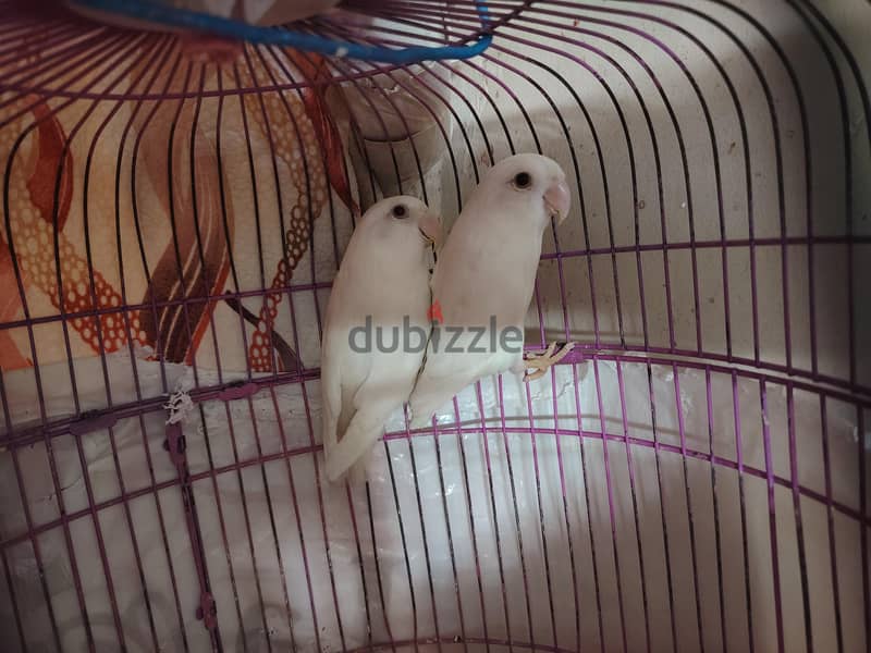 قص روز البينو 2
