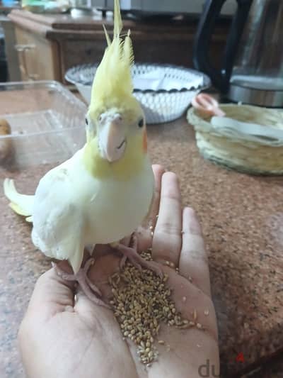 دكر كوكتيل لاتيني ببصمه عند الديل