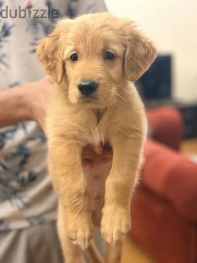 Male Golden Retriever puppy