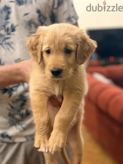 Golden Retriever puppy for Sale