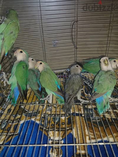 مجموعة عصافير روز