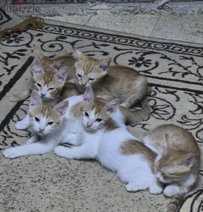 قطط تبني