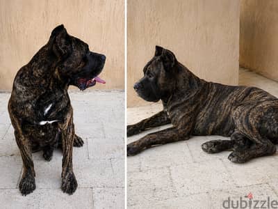 Cane Corso Male