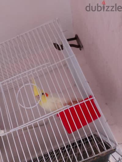 ذكر كوكتيل لاتيني