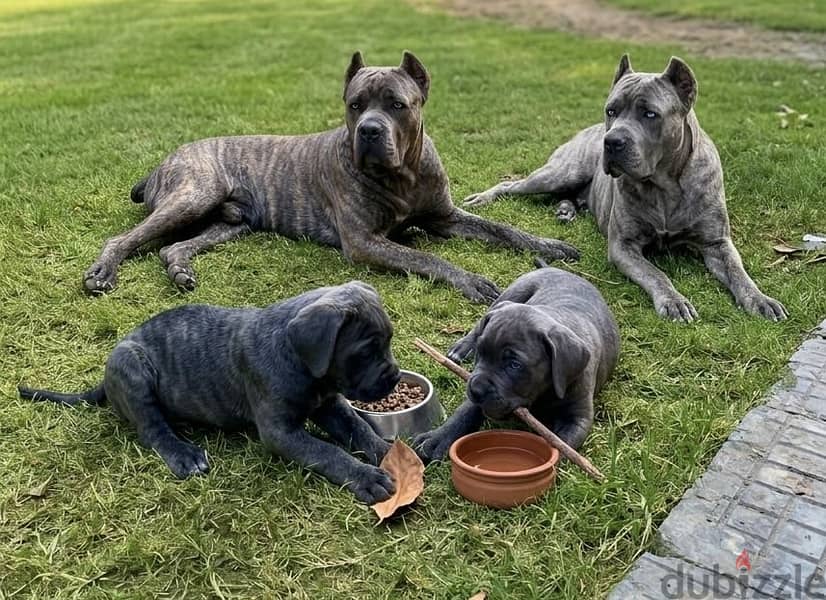 Cane corso… F&M 1