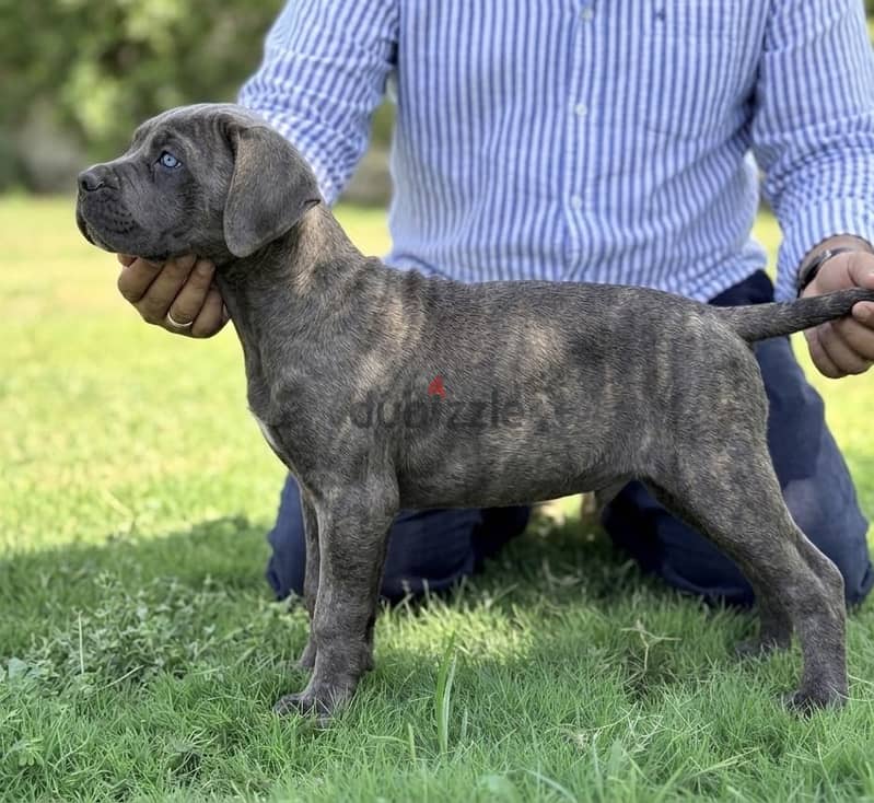 Cane corso… F&M 3