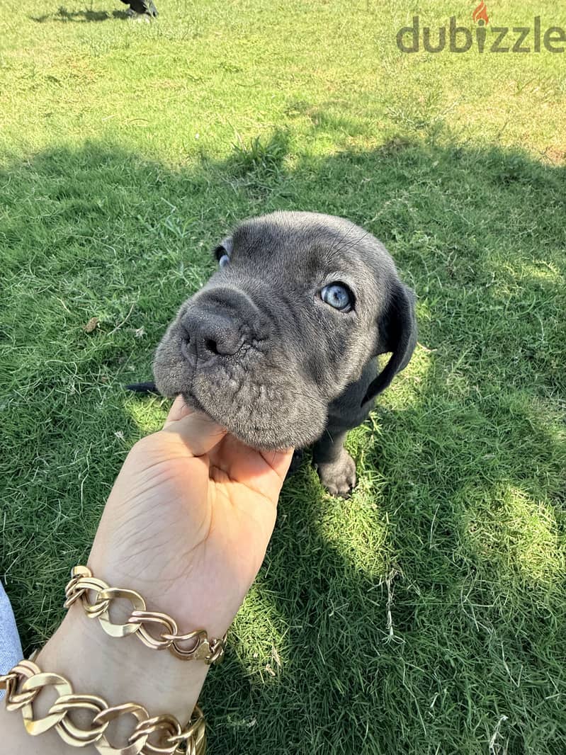 Cane corso… F&M 4
