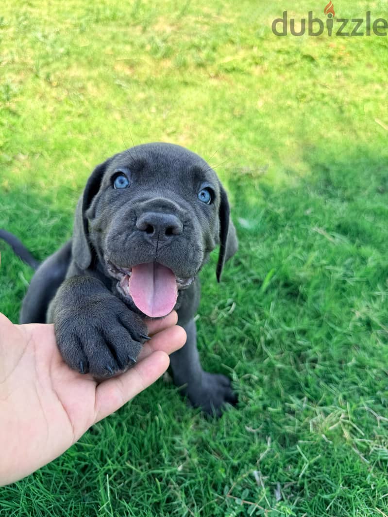 Cane corso… F&M 5