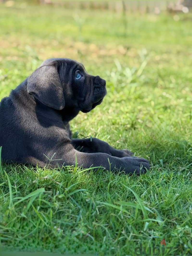 Cane corso… F&M 6