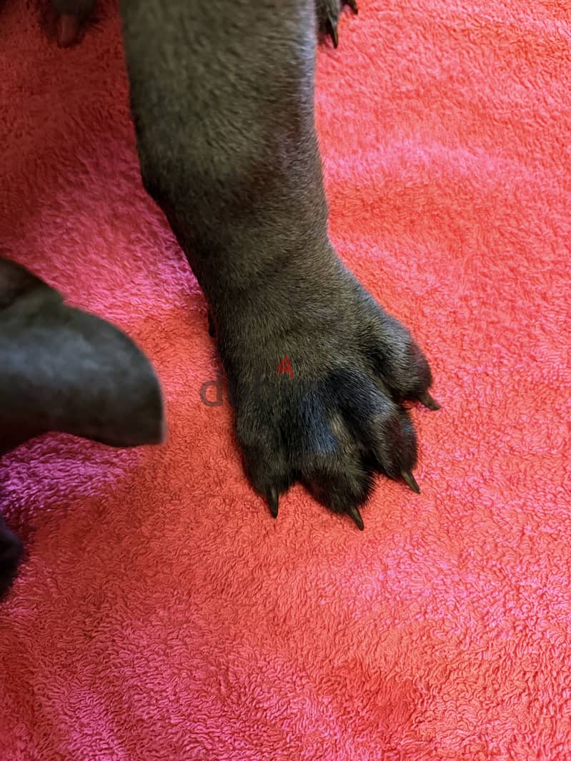 Cane corso… F&M 7