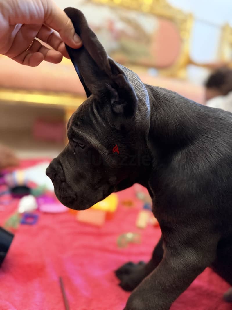 Cane corso… F&M 8