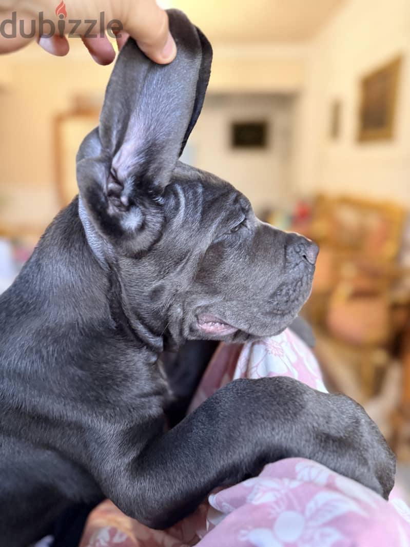 Cane corso… F&M 9