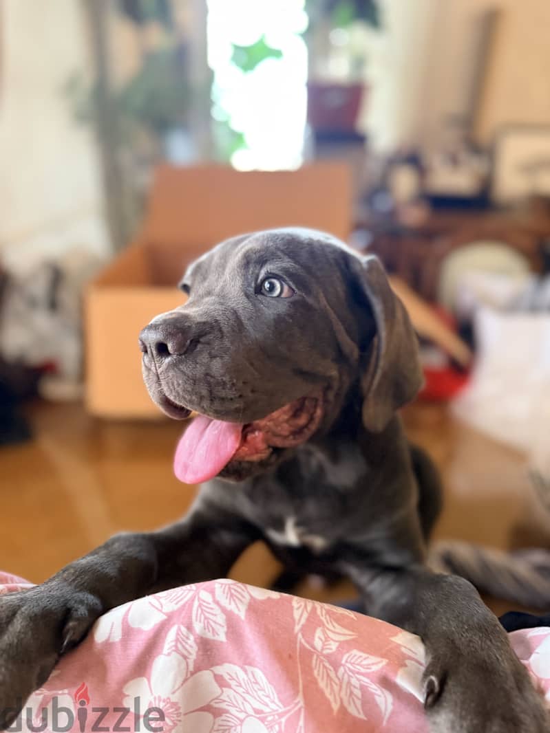 Cane corso… F&M 10