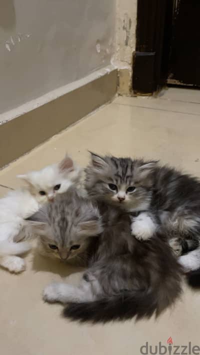 Persian Kittens