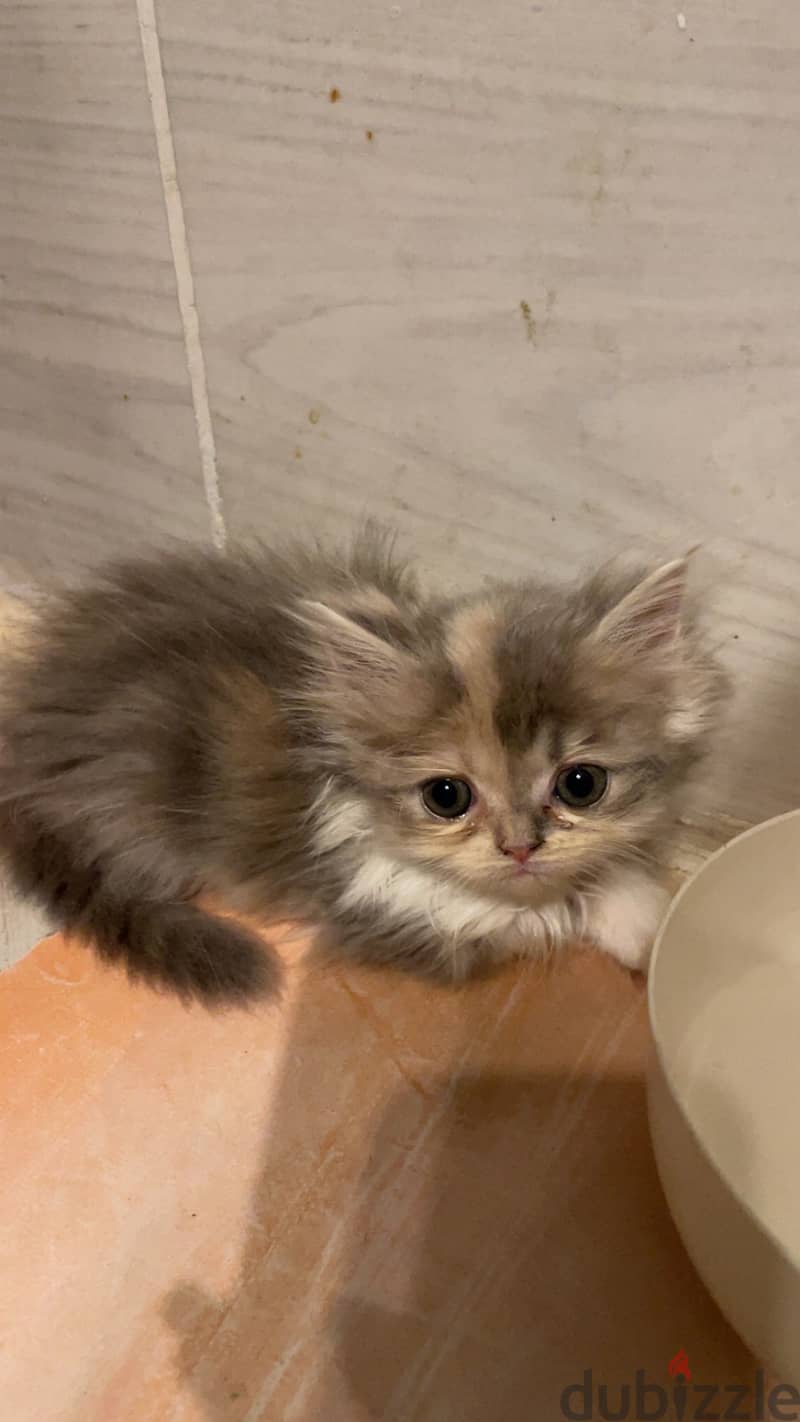 Persian Kittens 1