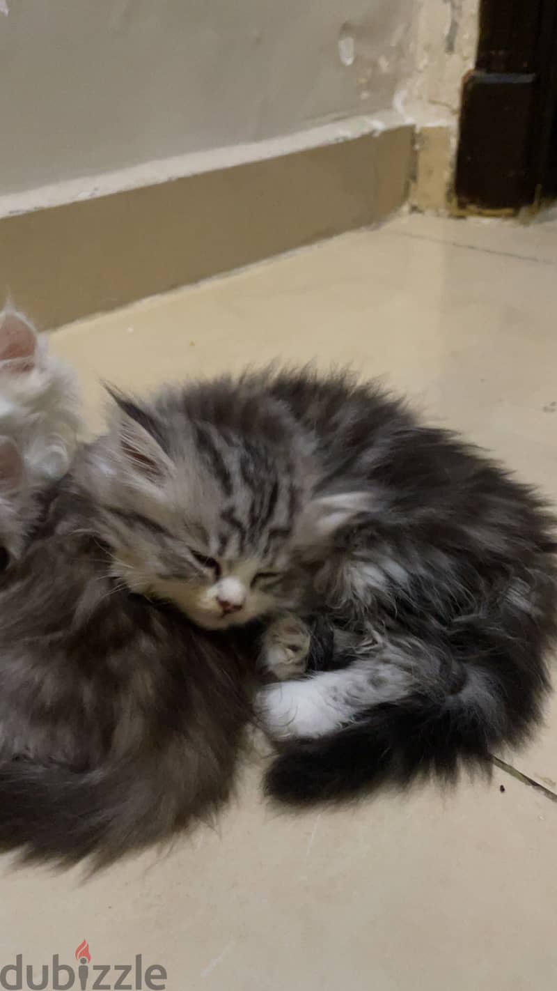 Persian Kittens 2