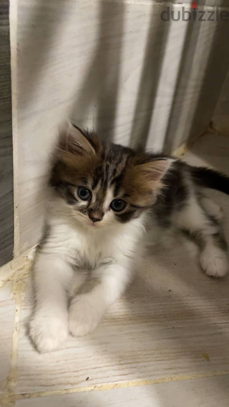 Persian Kittens 3