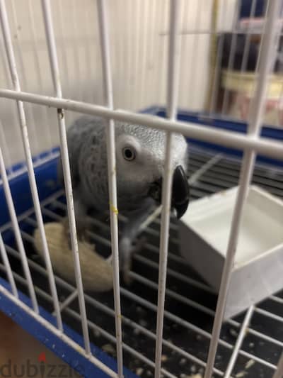 كاسكو