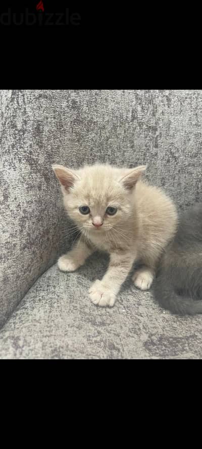 female kittens scottish fold