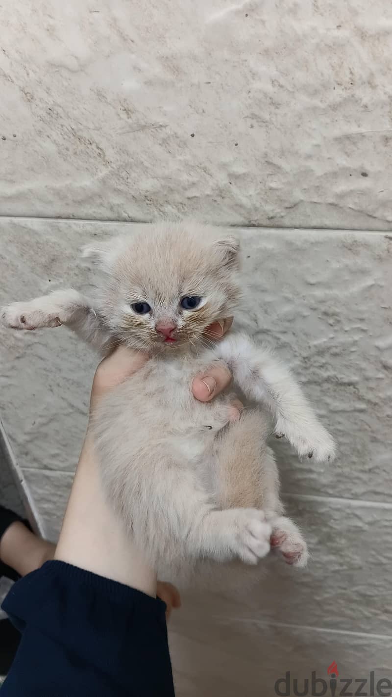 male kittens scottish steaight 4