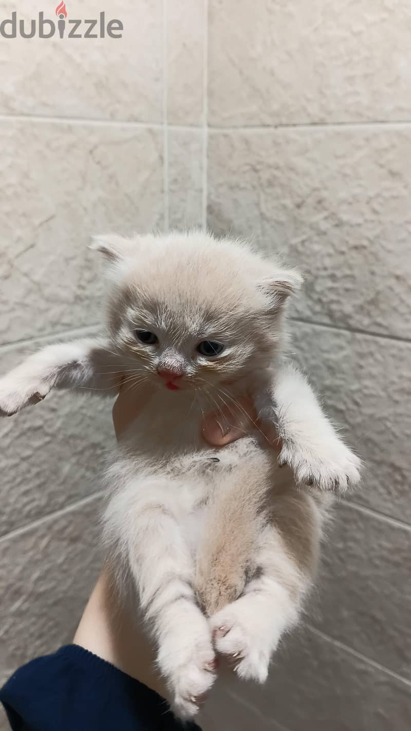 male kittens scottish steaight 5
