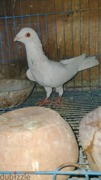 حمام للبيع