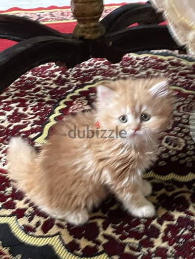 Cat for sell