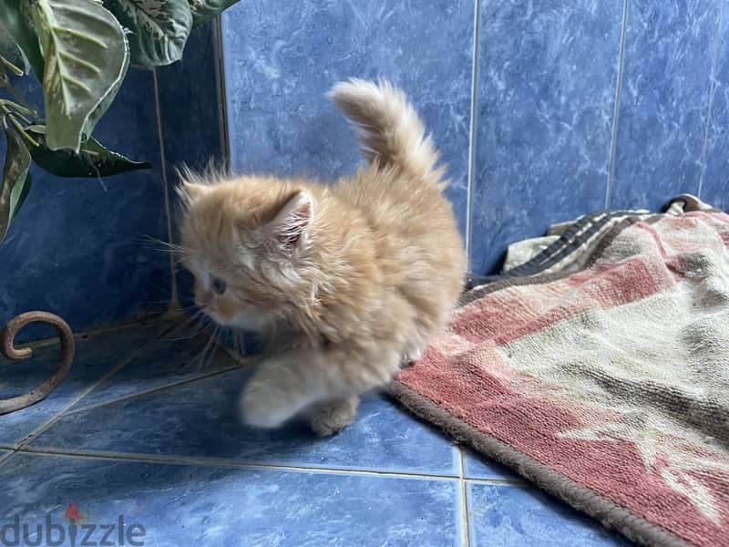 Cat for sell 1