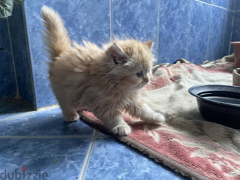 Cat for sell 3