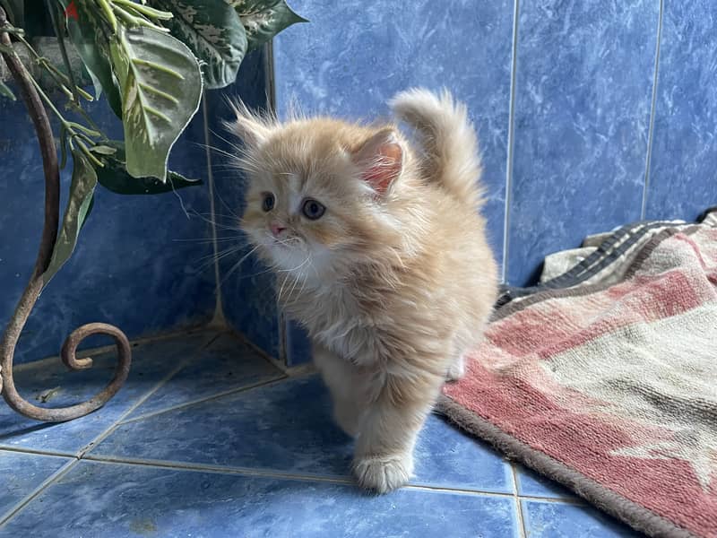 Cat for sell 4